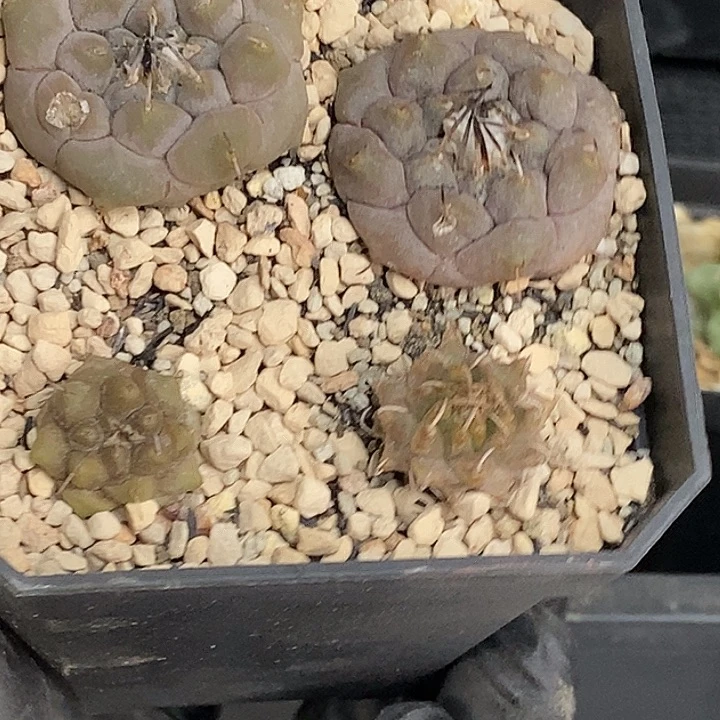 福利福利一盆四个一盆