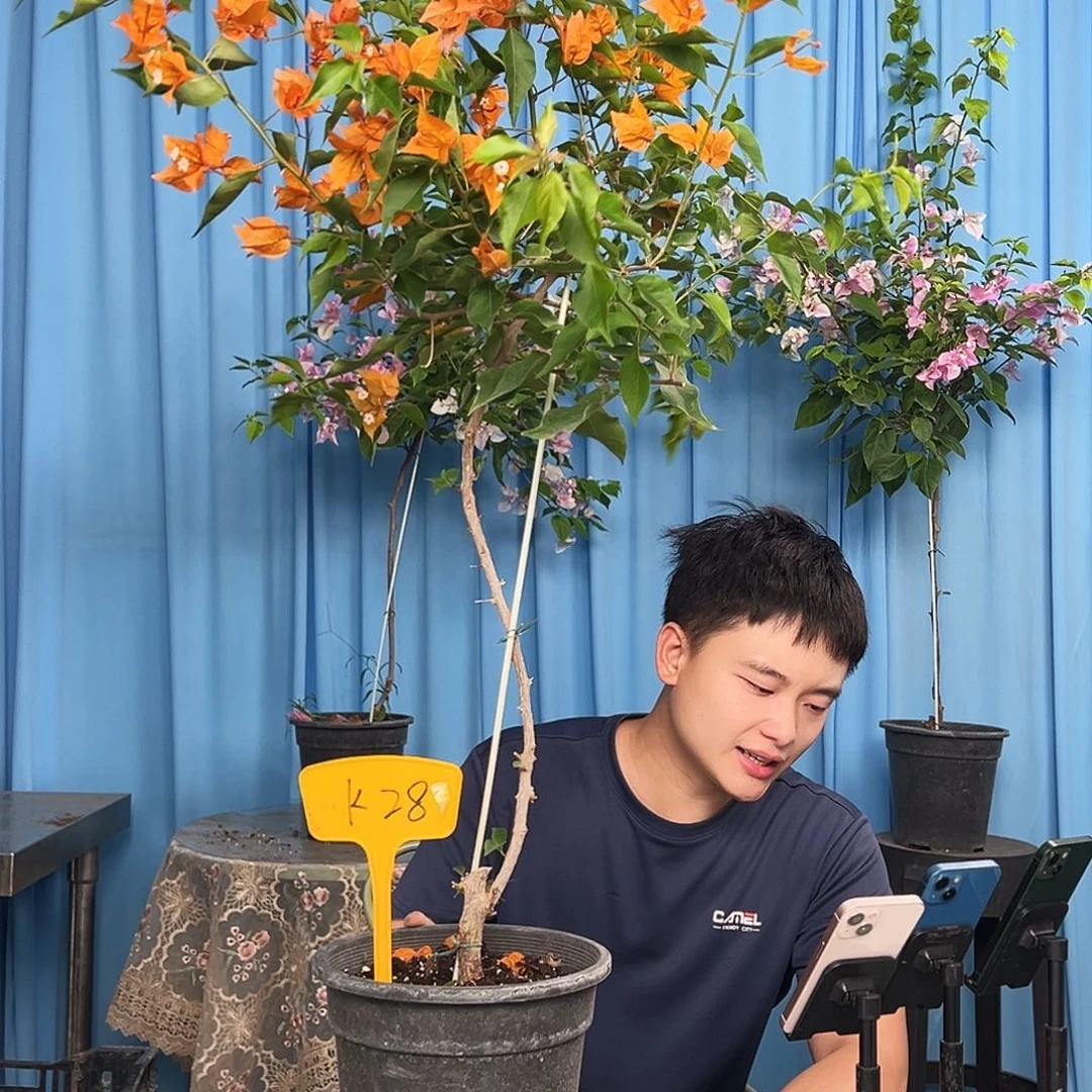 嘟***物大部分开放少量花苞K28橙桑巴