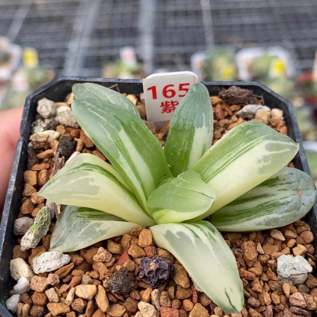 165号冰城锦多肉锦