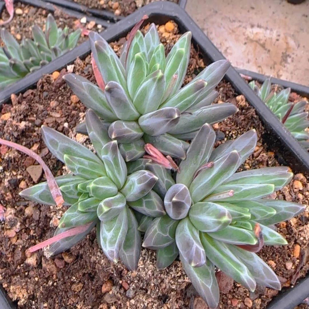 【闪购商品】三头梵高美人