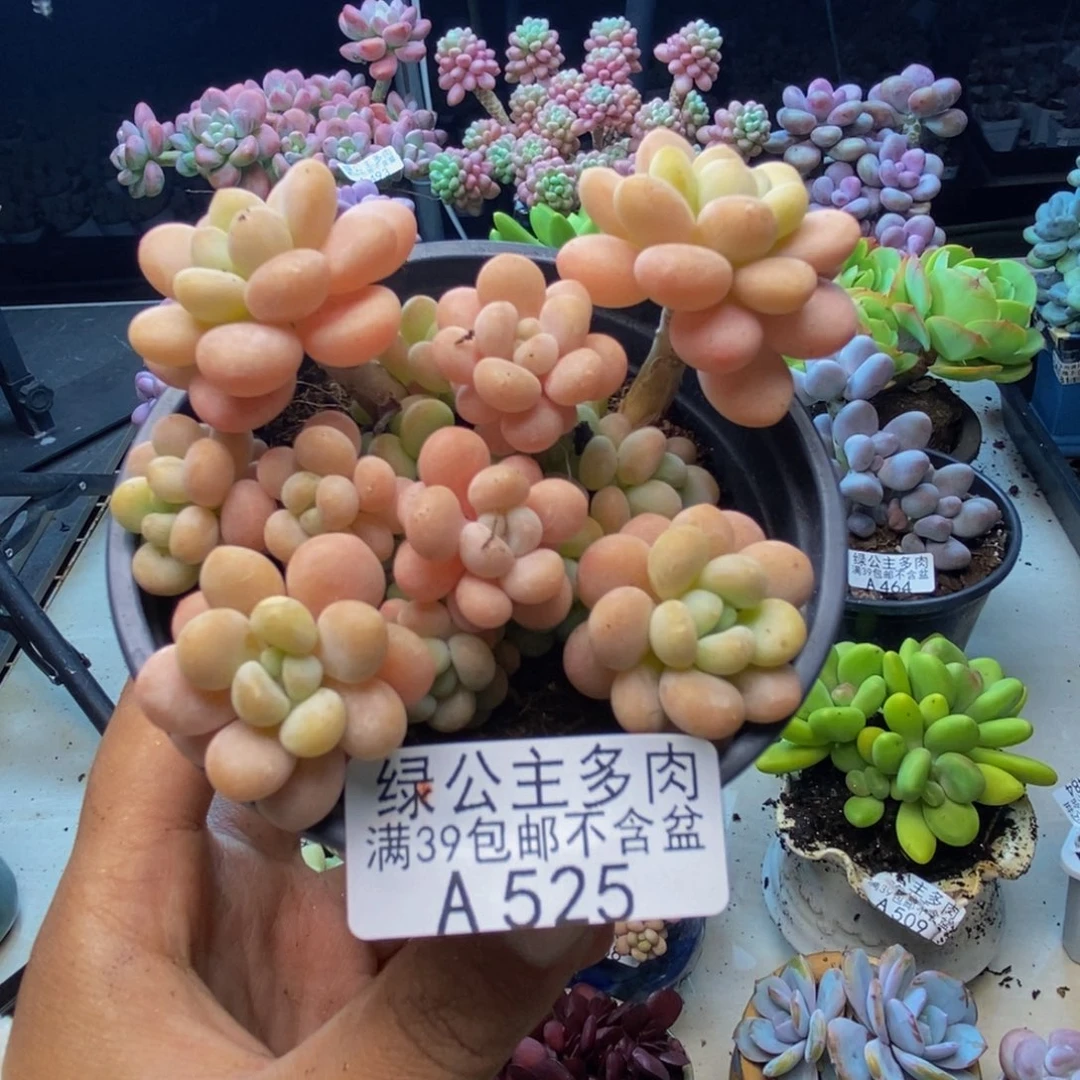 525洛可可多肉7cm