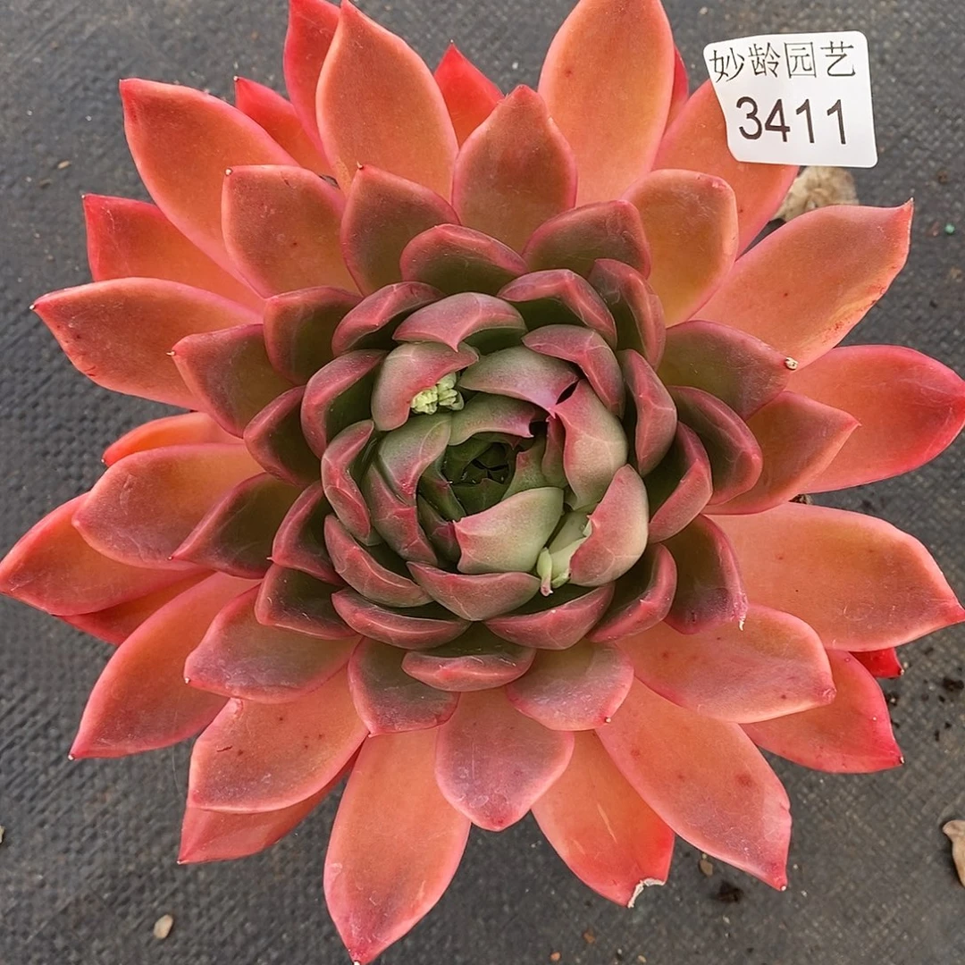 3411杂交老桩基地～15厘米