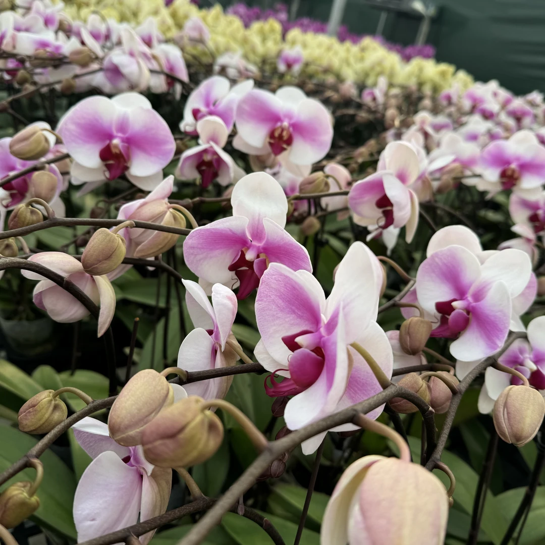 高品质蝴蝶兰【婚纱】带花剑带花苞四季开花室内好养盆栽