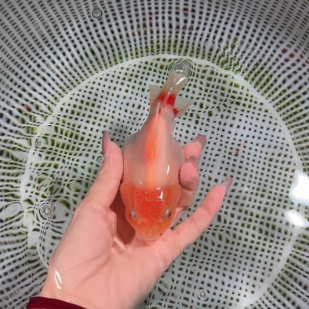 金鱼亚成短尾将军狮子