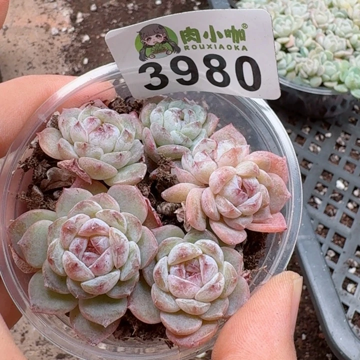 多肉植物多肉植物