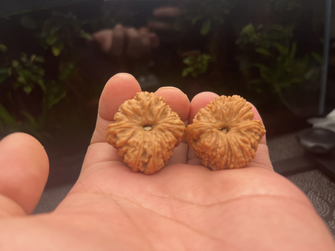 凹底高炮拉丝蚂蚁纹南疆石精品美核一对