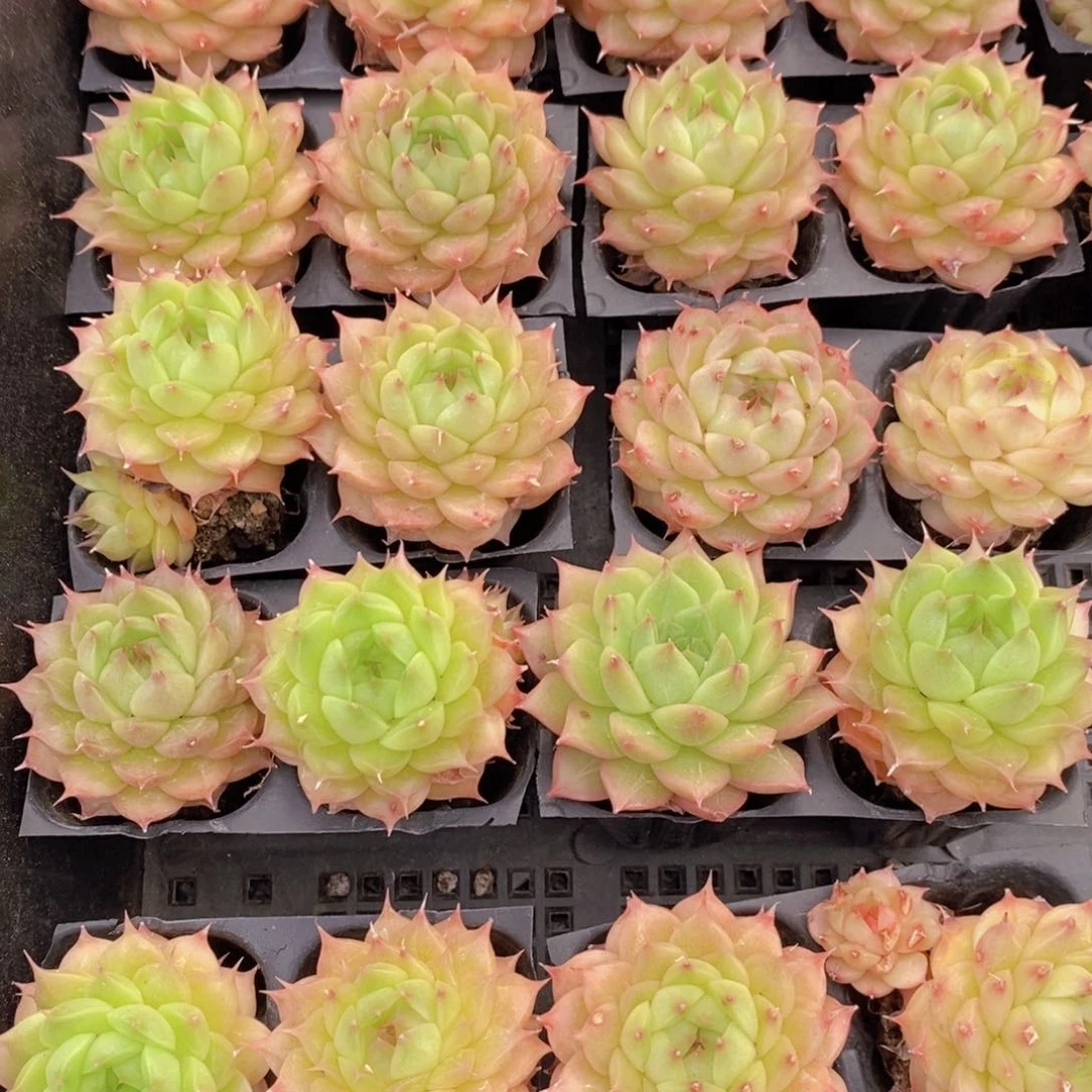 20-17-精品睫毛麦秆单头两个