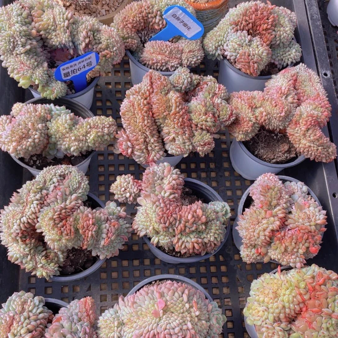 量拍64号 白胖子缀化一个
