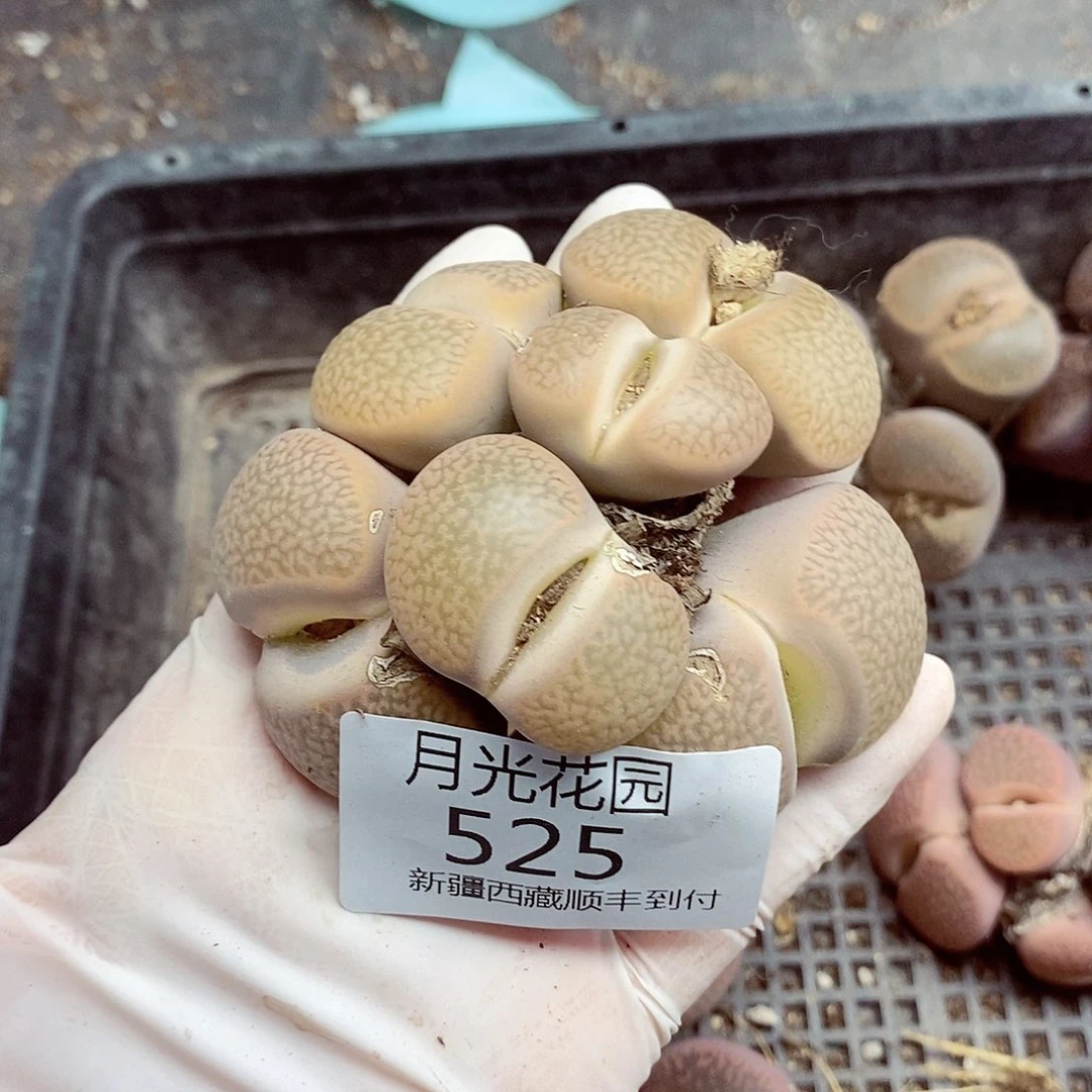 我会把他给她最珍贵525