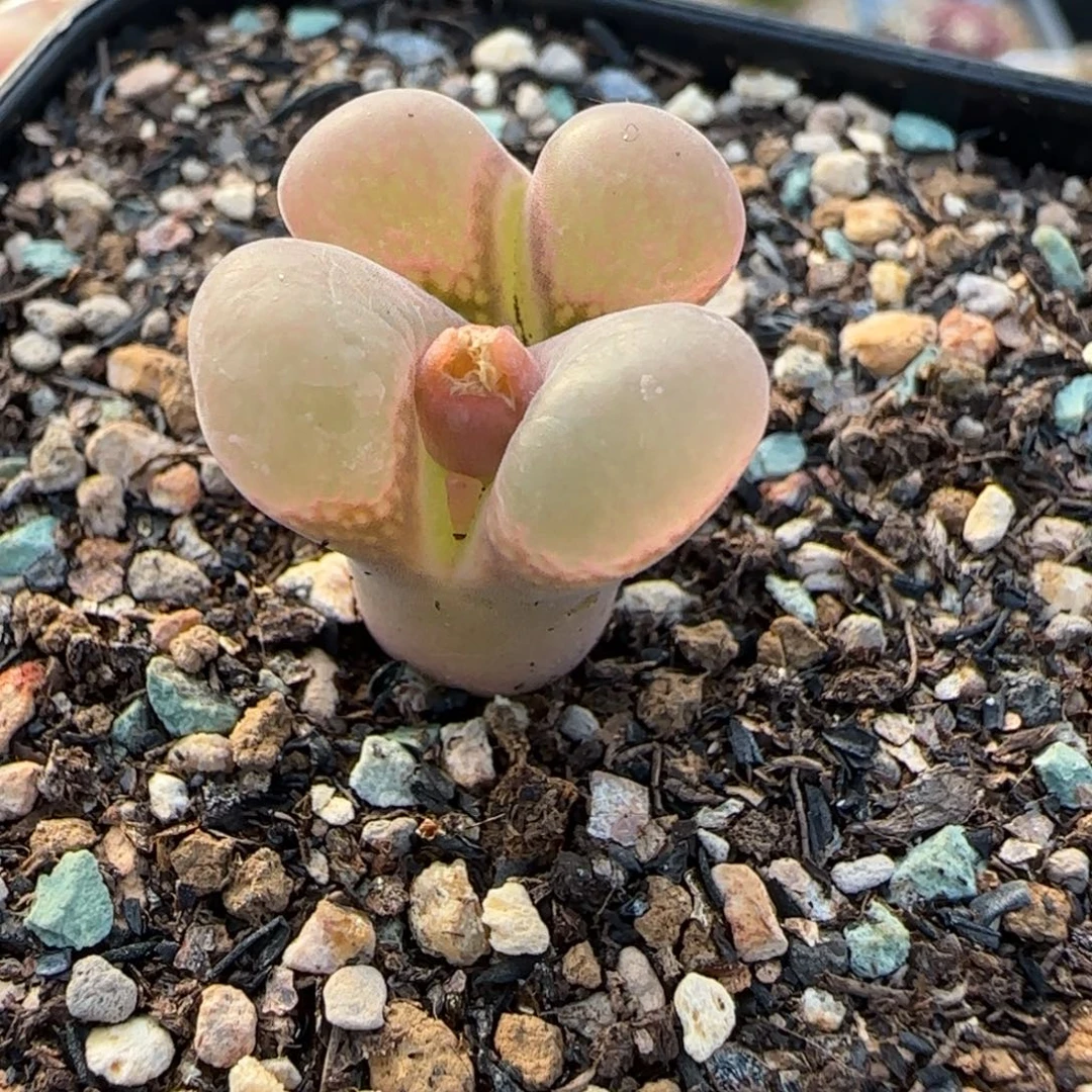 多肉植物粉风母本漏147号