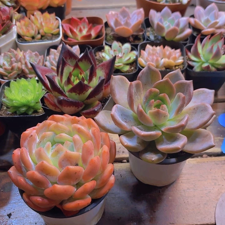 糖果 夜魔侠 黑檀