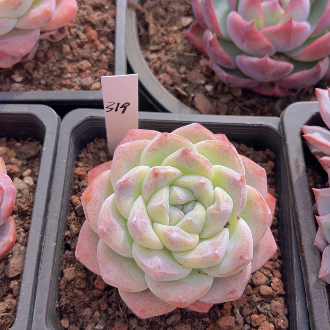 香玉的故事是一个人的故事吗我