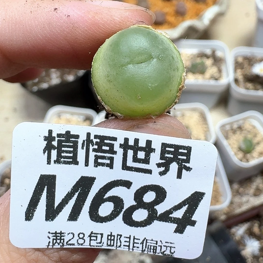 多肉植物的润泽地法