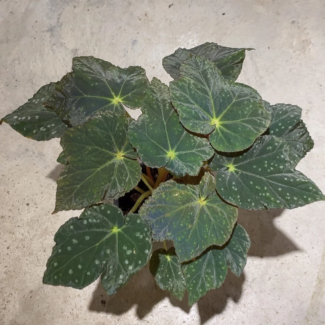 无花朵大颗枫叶星空