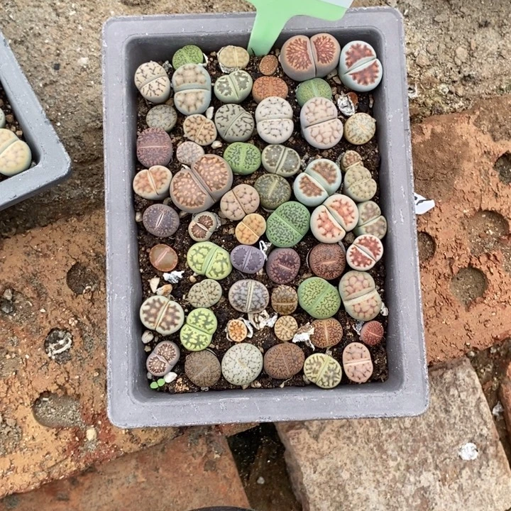 薇***)生石花等植物的生长437