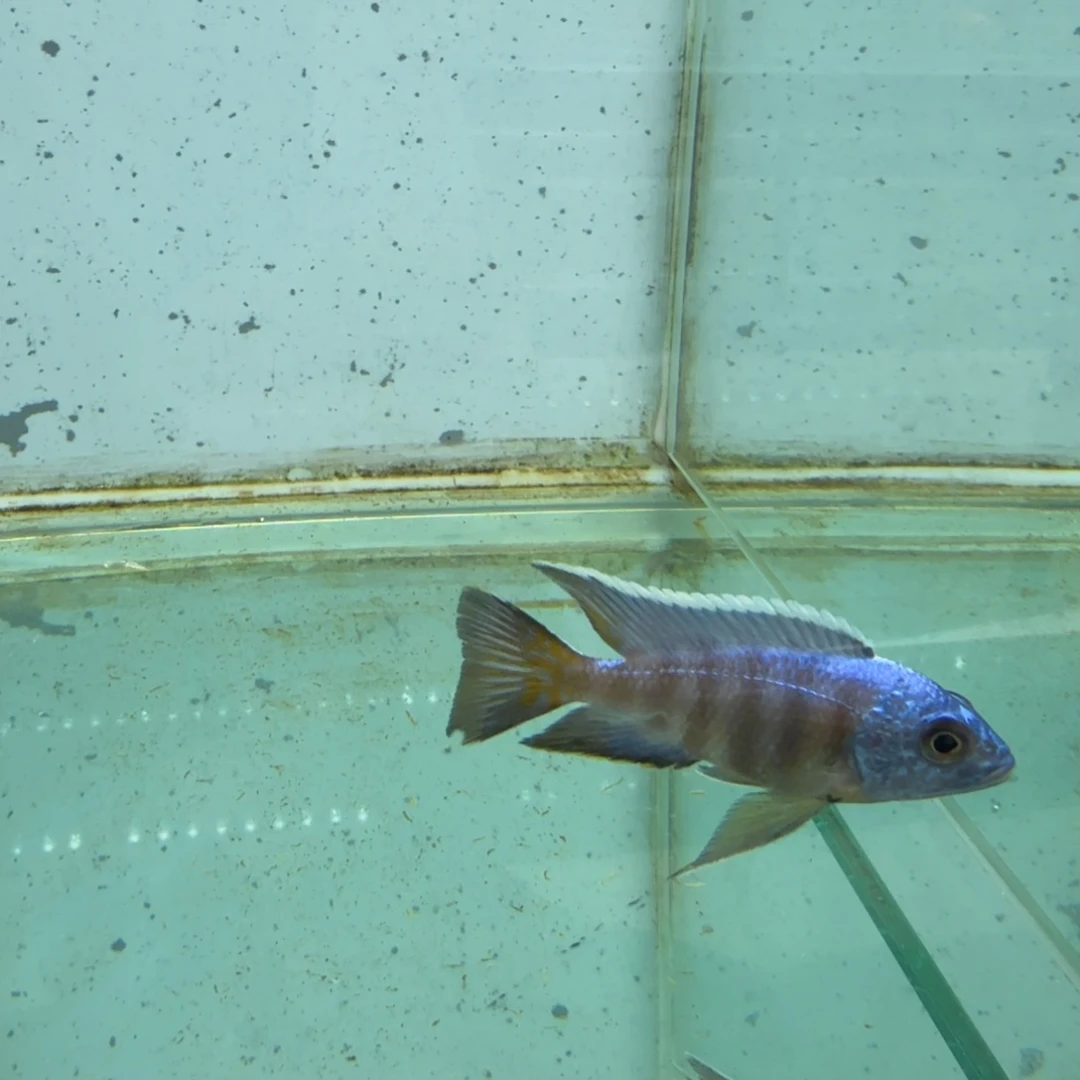 慈鲷荧光蓝438。