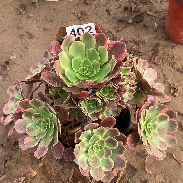 无花朵402美杜莎多肉植物