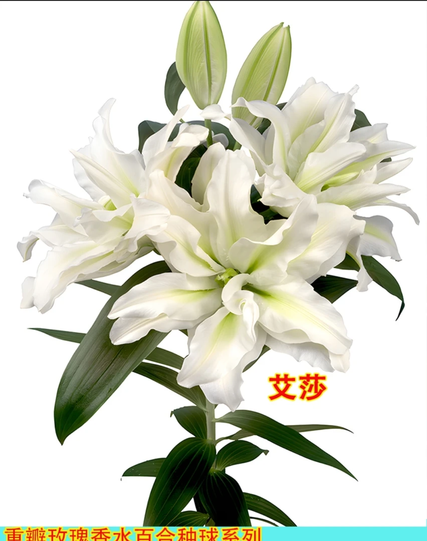 重瓣香水百合艾莎3颗