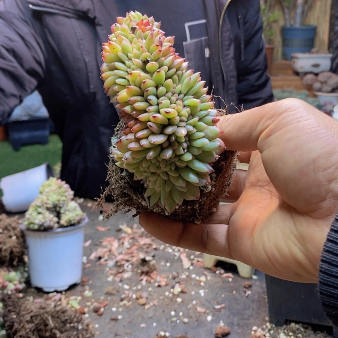 丹*?94号芬迪缀多肉