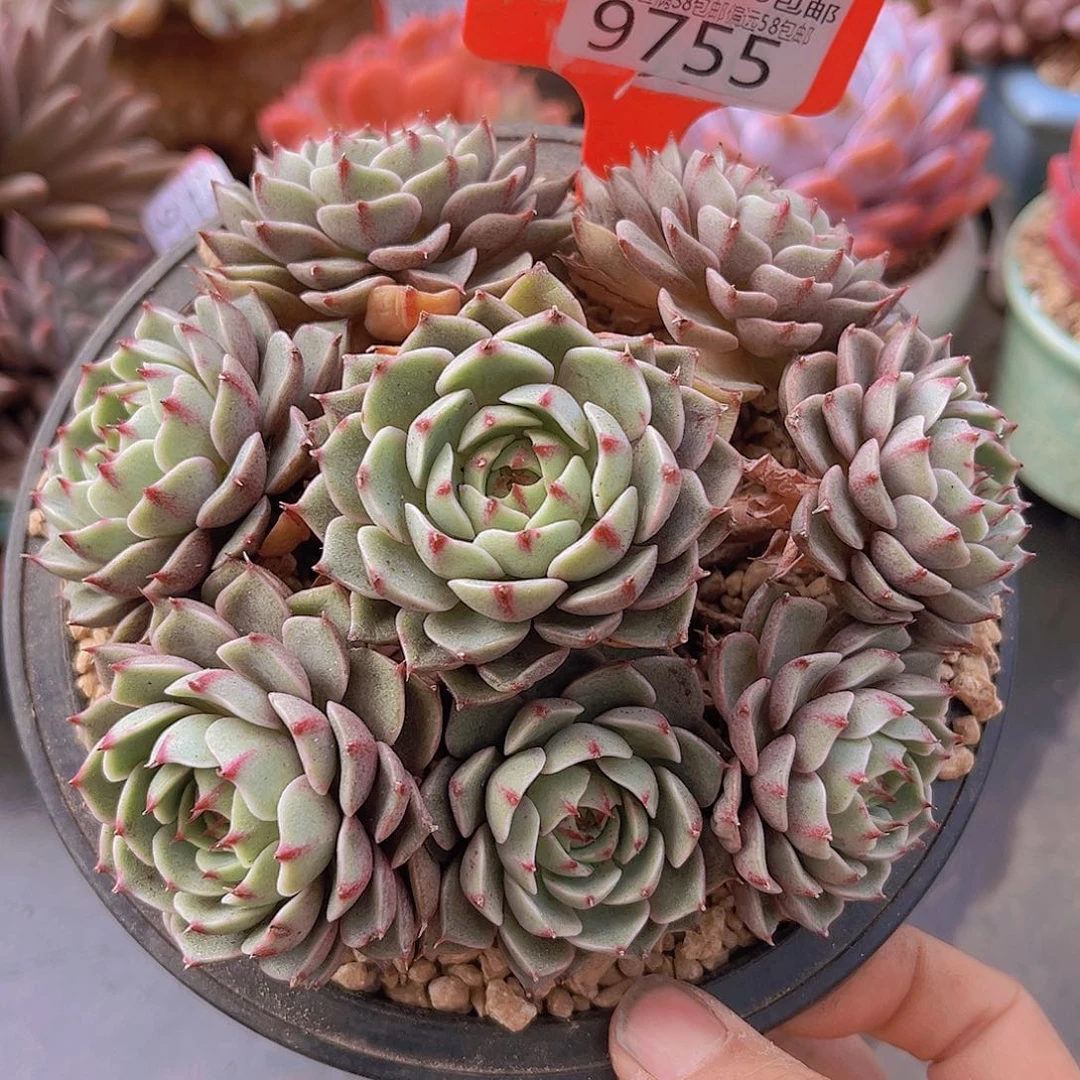9755笨吧多肉植物