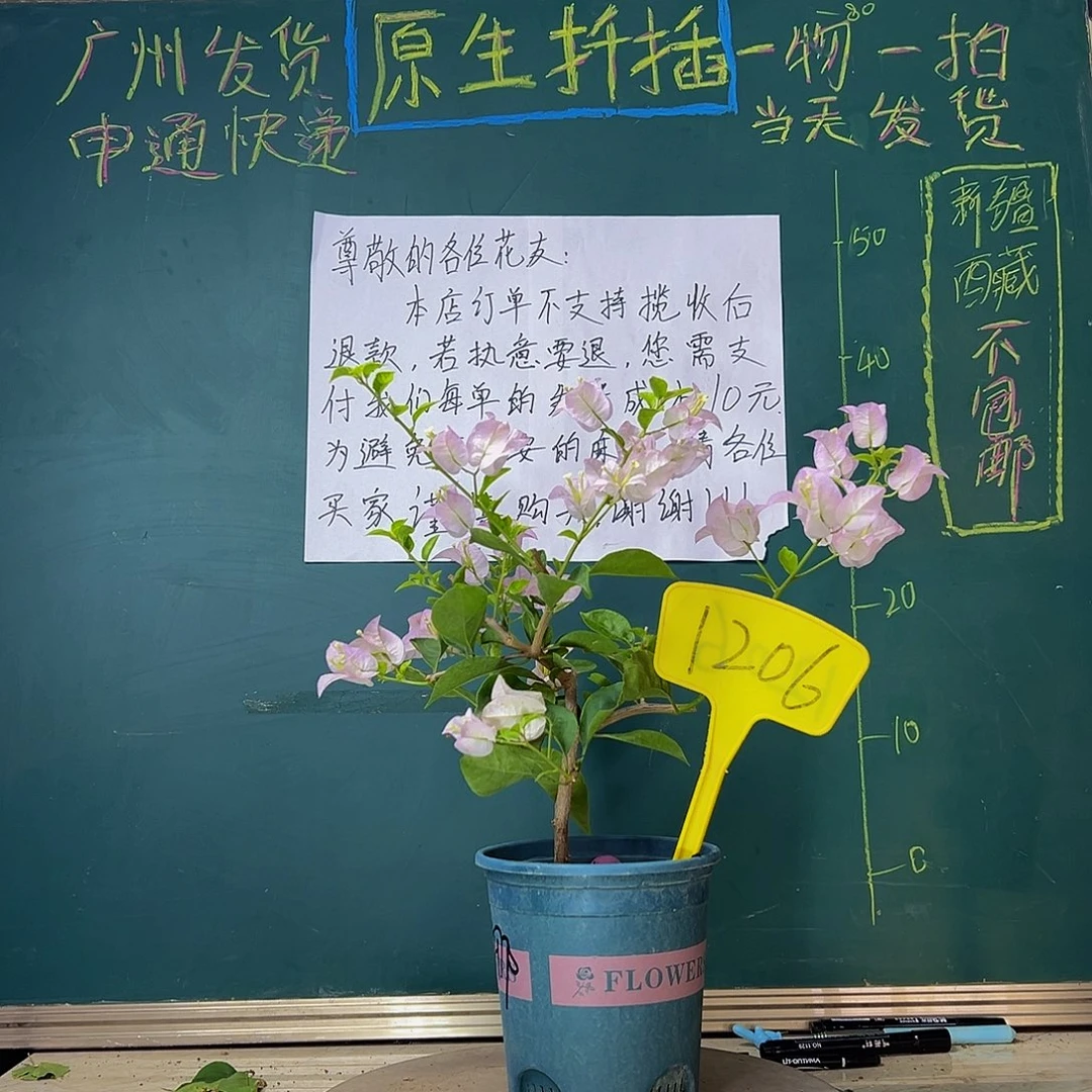当前无花栽培后可以开花绿叶丽娜1206