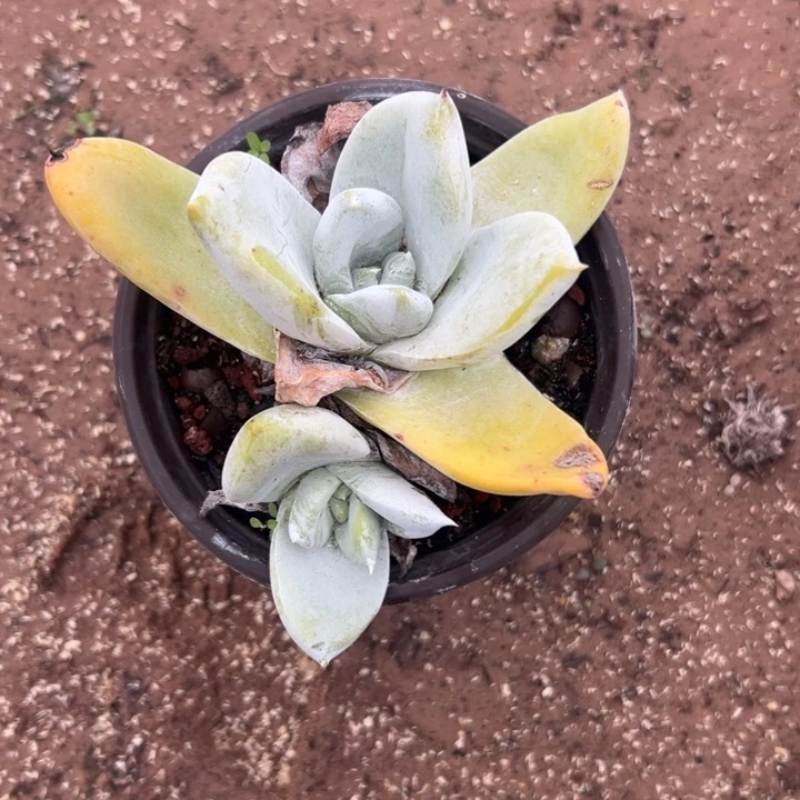 赛丽娜～一物一拍581