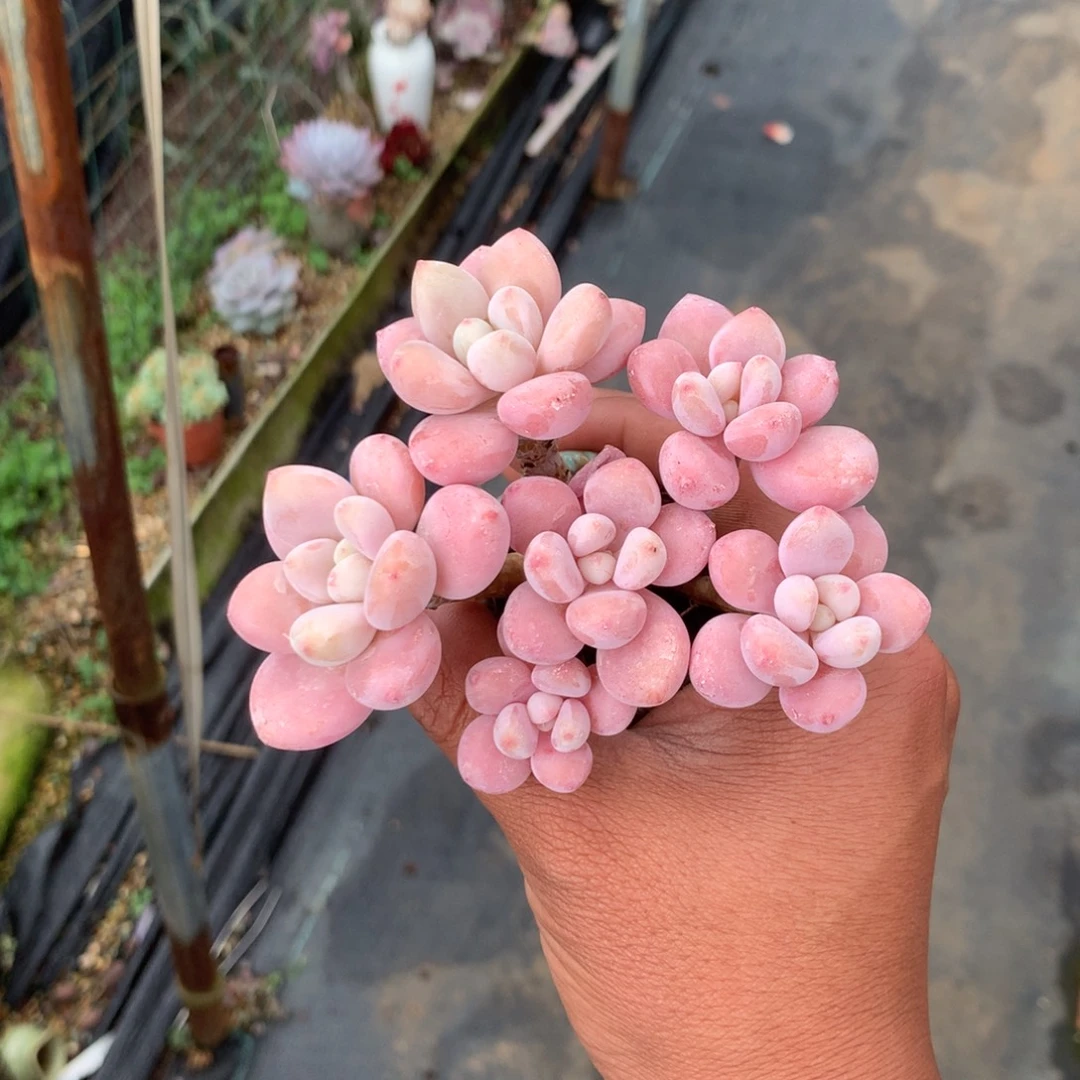 草***松那时候是个啥东西不