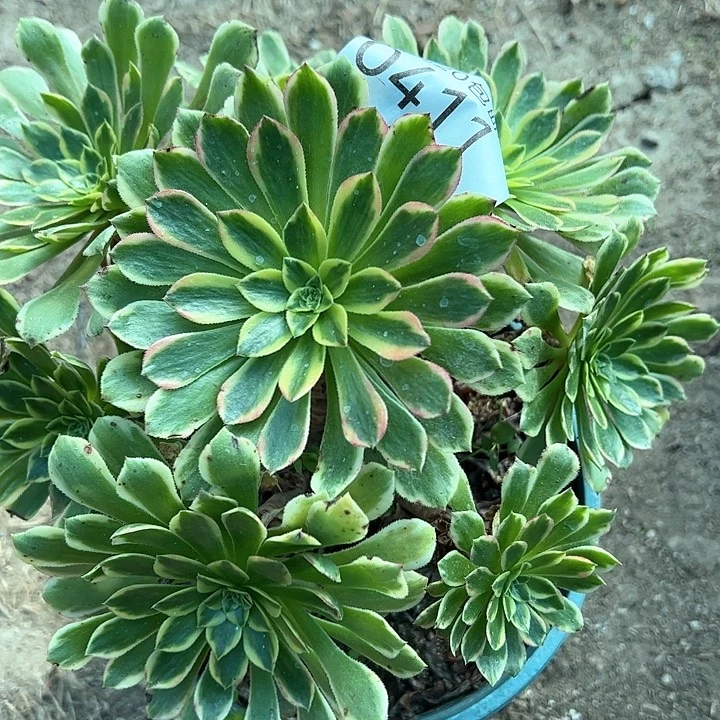 0411朝霞多肉植物