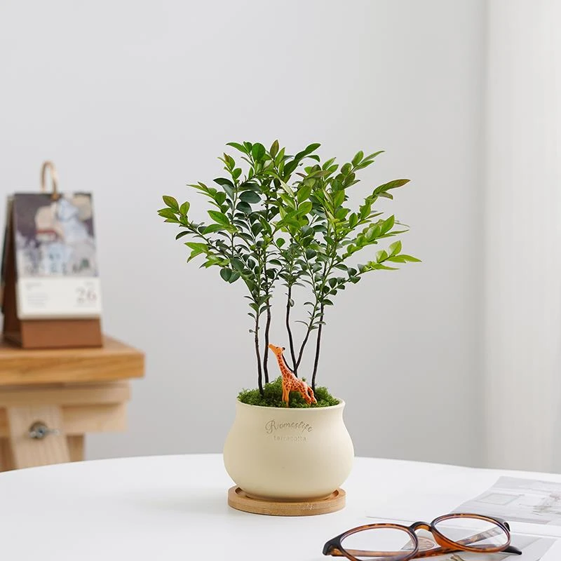 小叶紫檀盆景黑骨茶盆栽室内四季好养绿植桌面常青盆栽植物微盆景