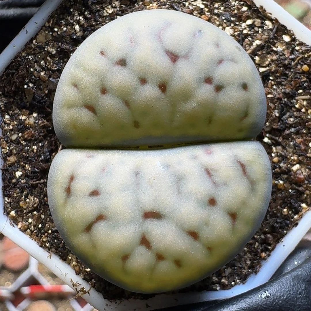 生石花11111。  3公分。  165