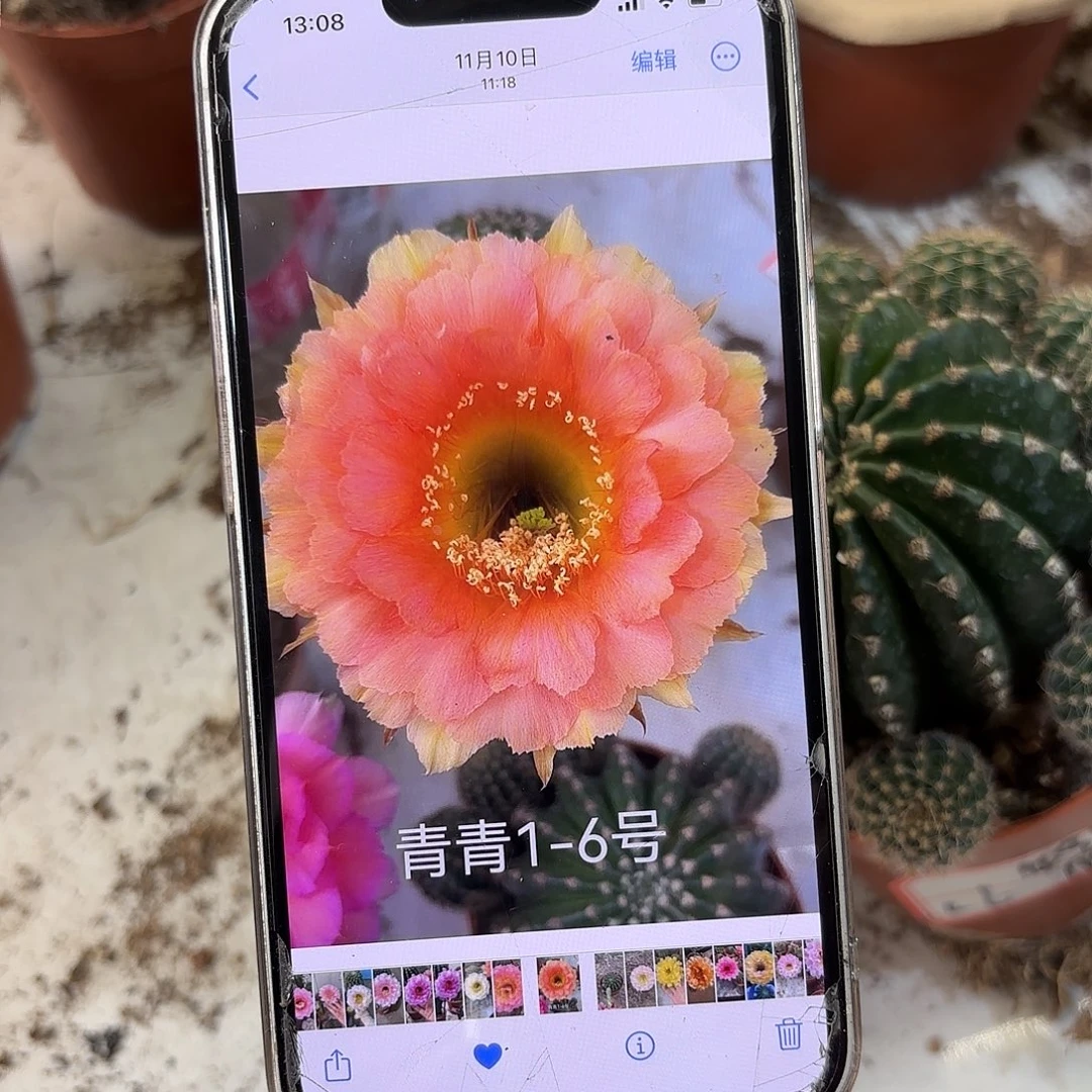 圆***z彩草1-6号12公分连崽