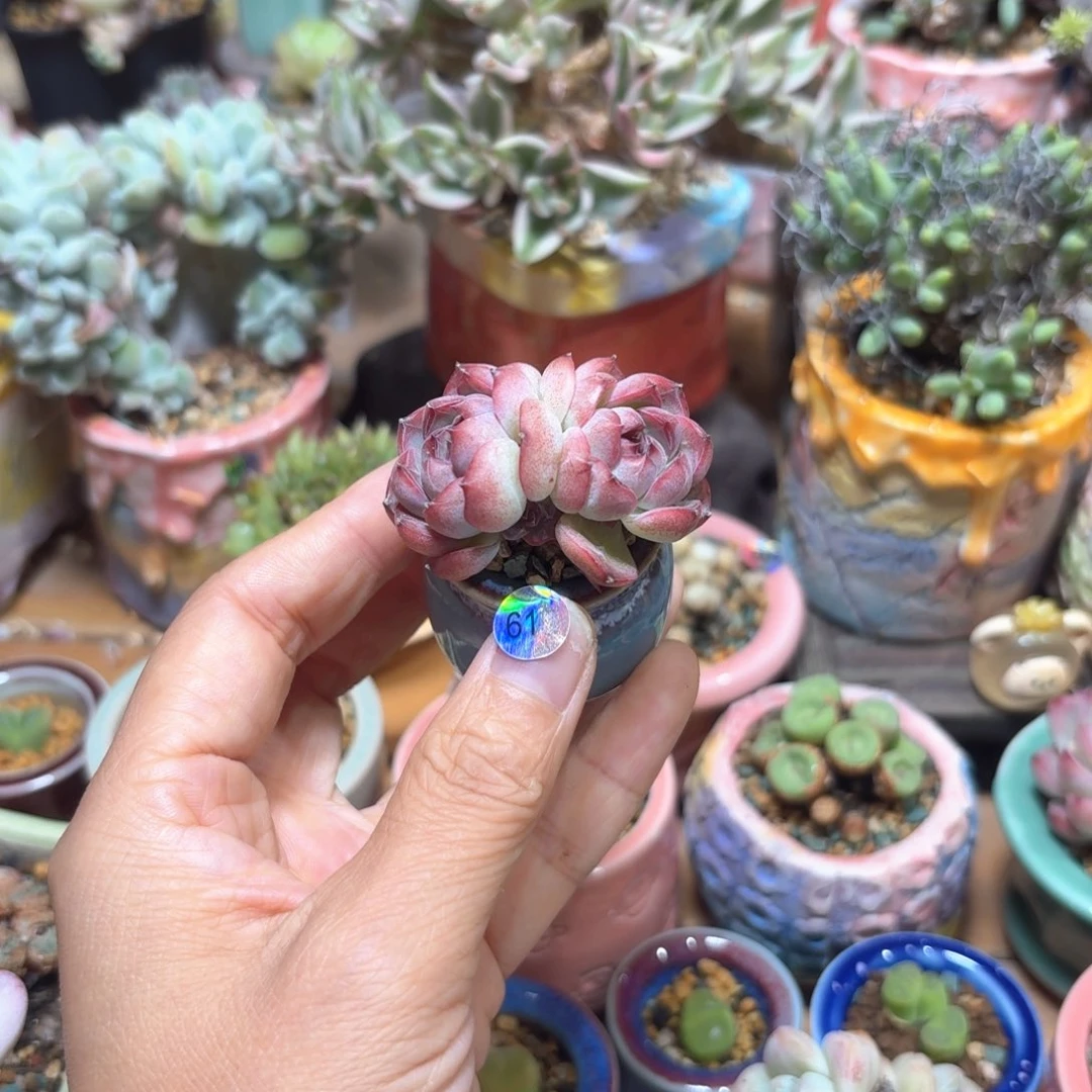615 多肉含盆土30元包邮➗偏远地区