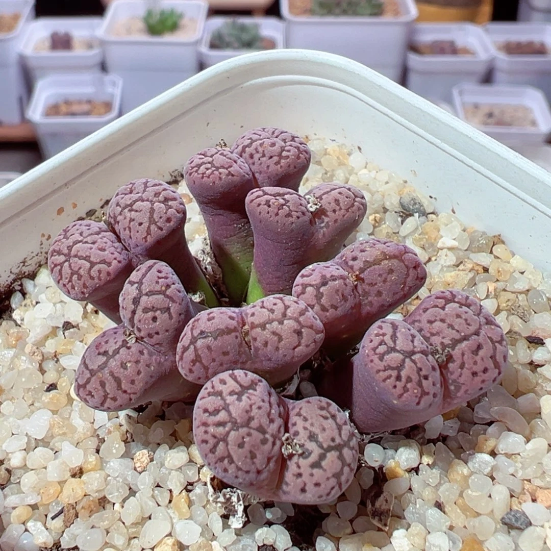 1214-248多肉多肉粉鸟