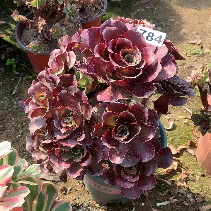 有断枝魅金玫瑰784