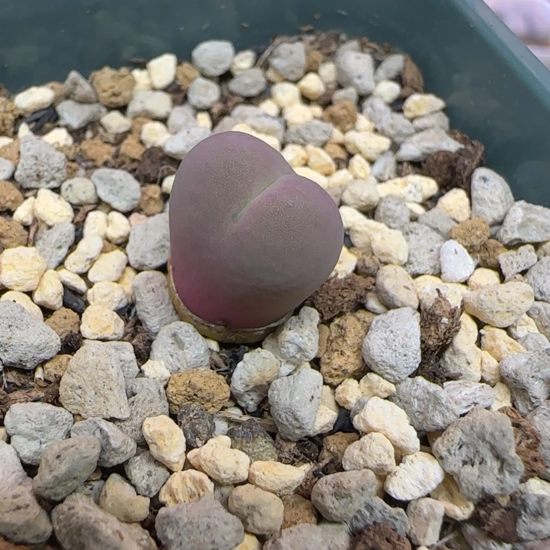 小拳拳杂交红嘴多肉植物