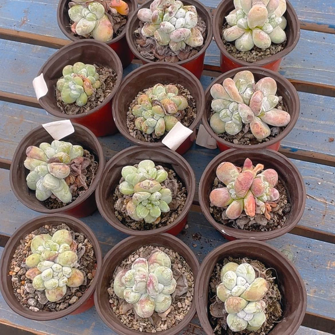 【闪购商品】红拇指