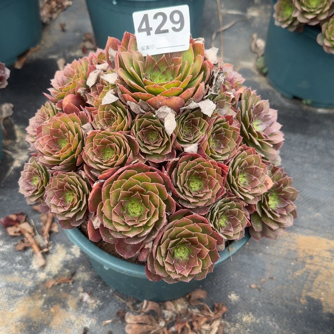 桃花石多肉植物老庄429
