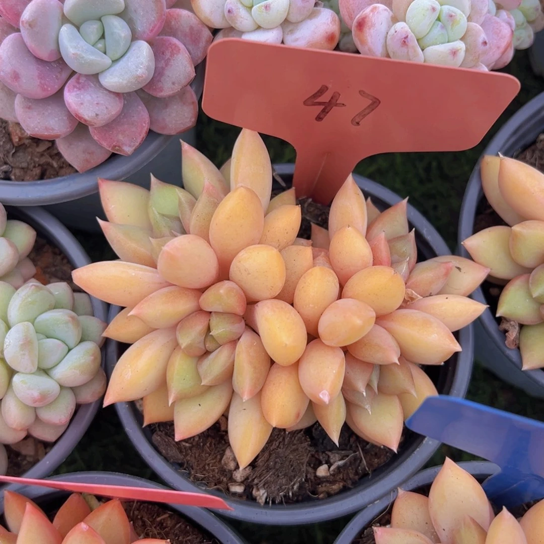 福利来啦打脸的一