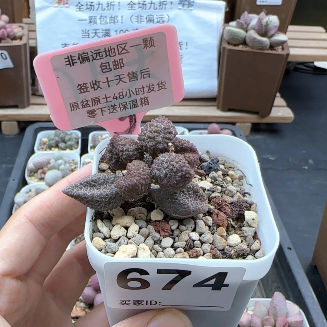 674荔枝皮多肉植物