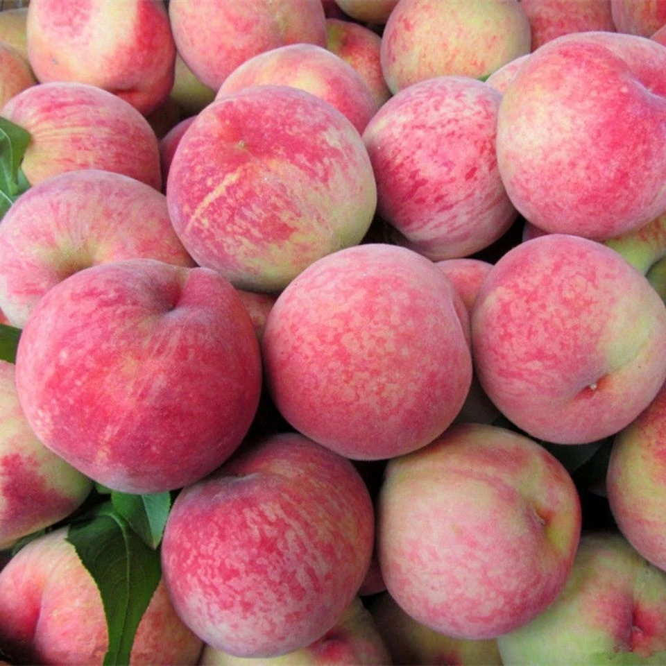 桐柏老树朱砂红桃新鲜现摘脆甜多汁当季应季水果血桃产地直发