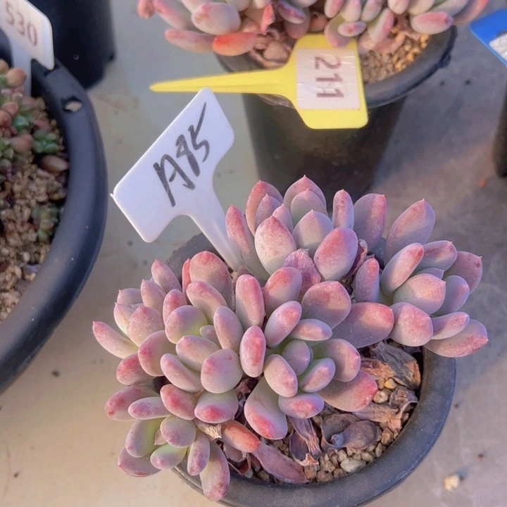 健健康康平平安安