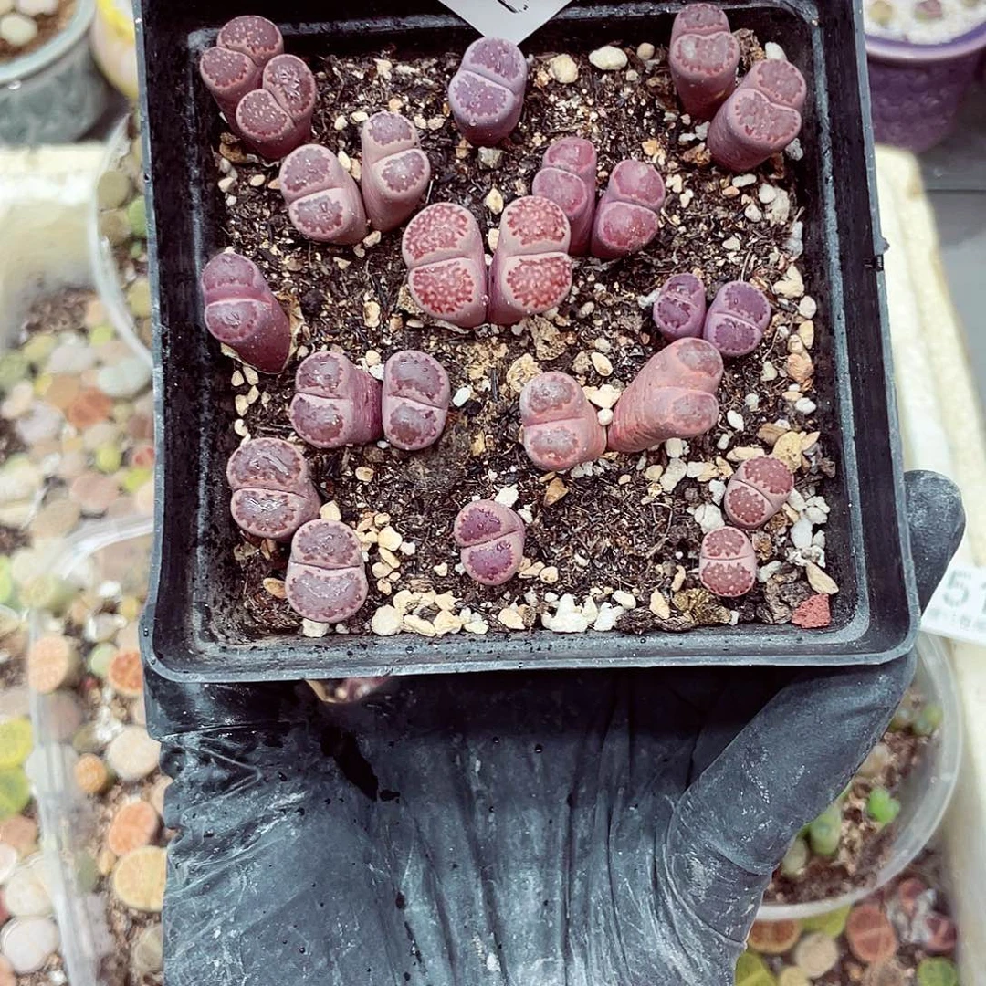 生石花18包邮0913-161