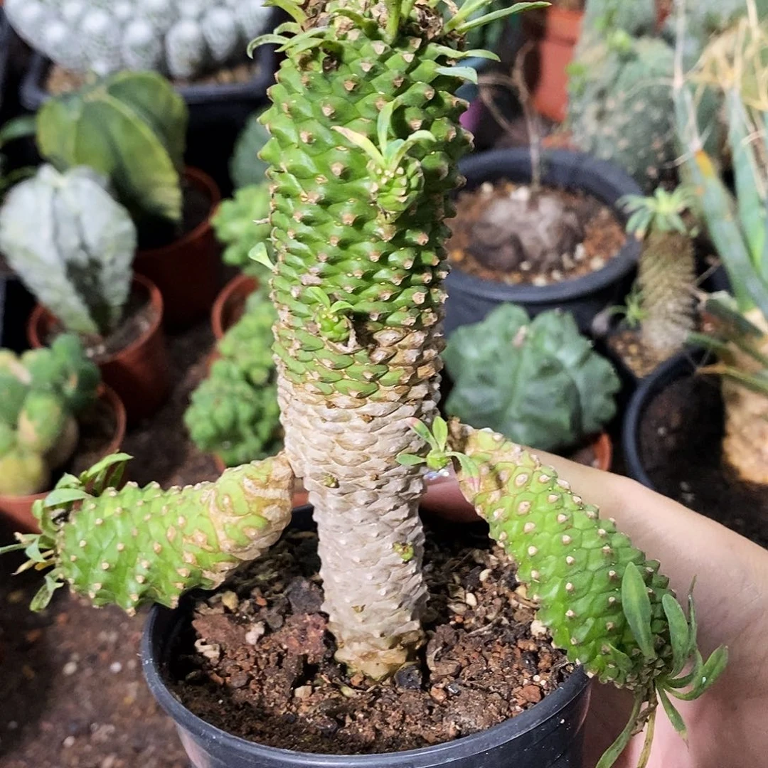 花花草草花花草草