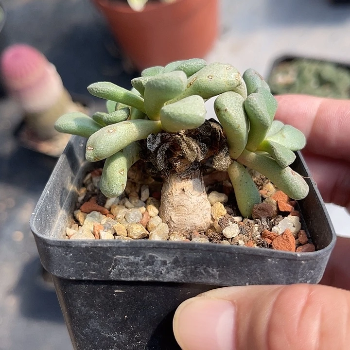无花朵实生唐扇块根