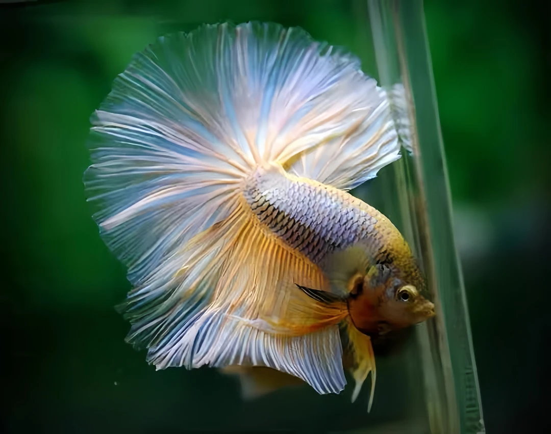 泰国斗鱼 热带鱼 小型鱼