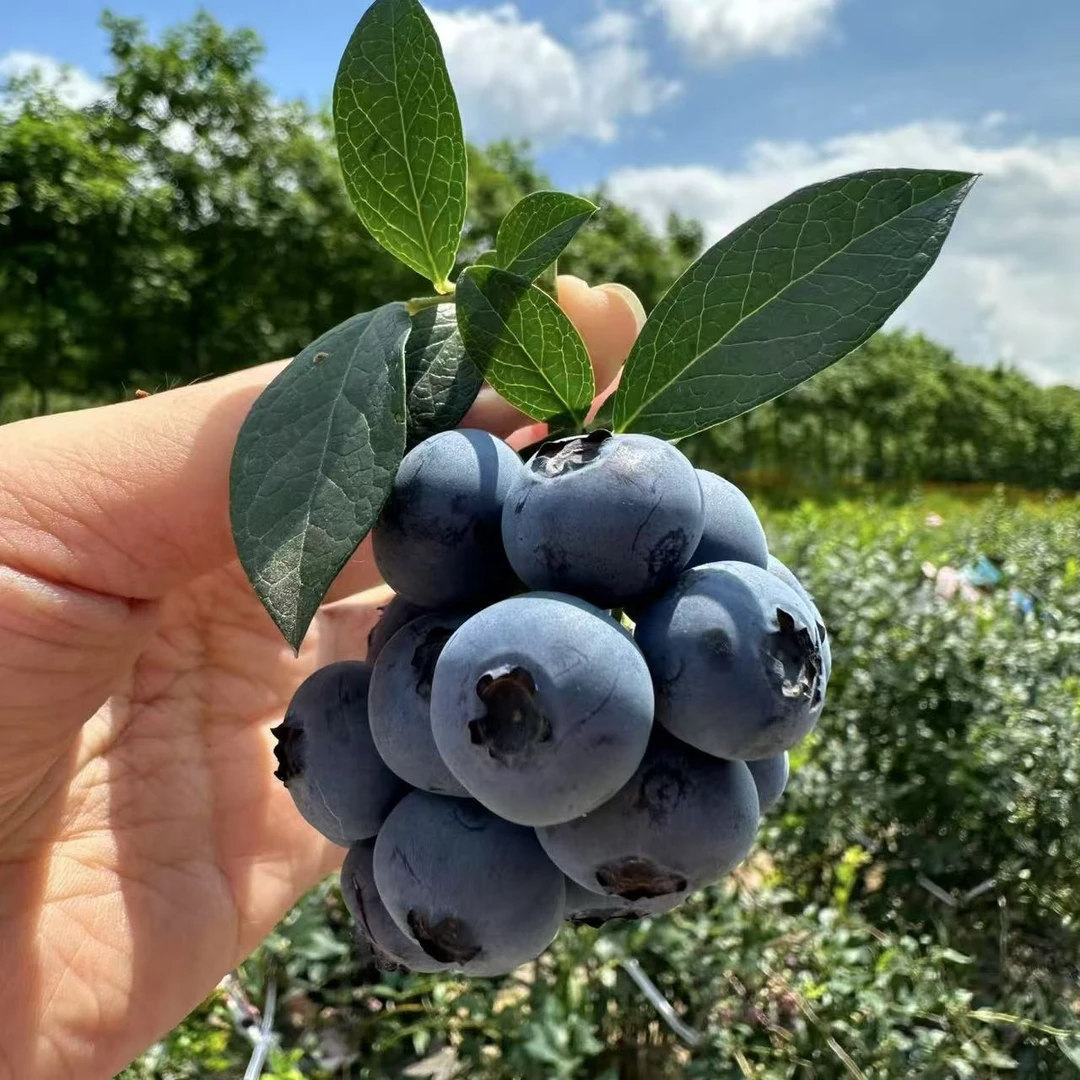 【南一蓝莓园】抚仙湖 纯甜Z5 新鲜采摘 基地现采现发 顺丰空运