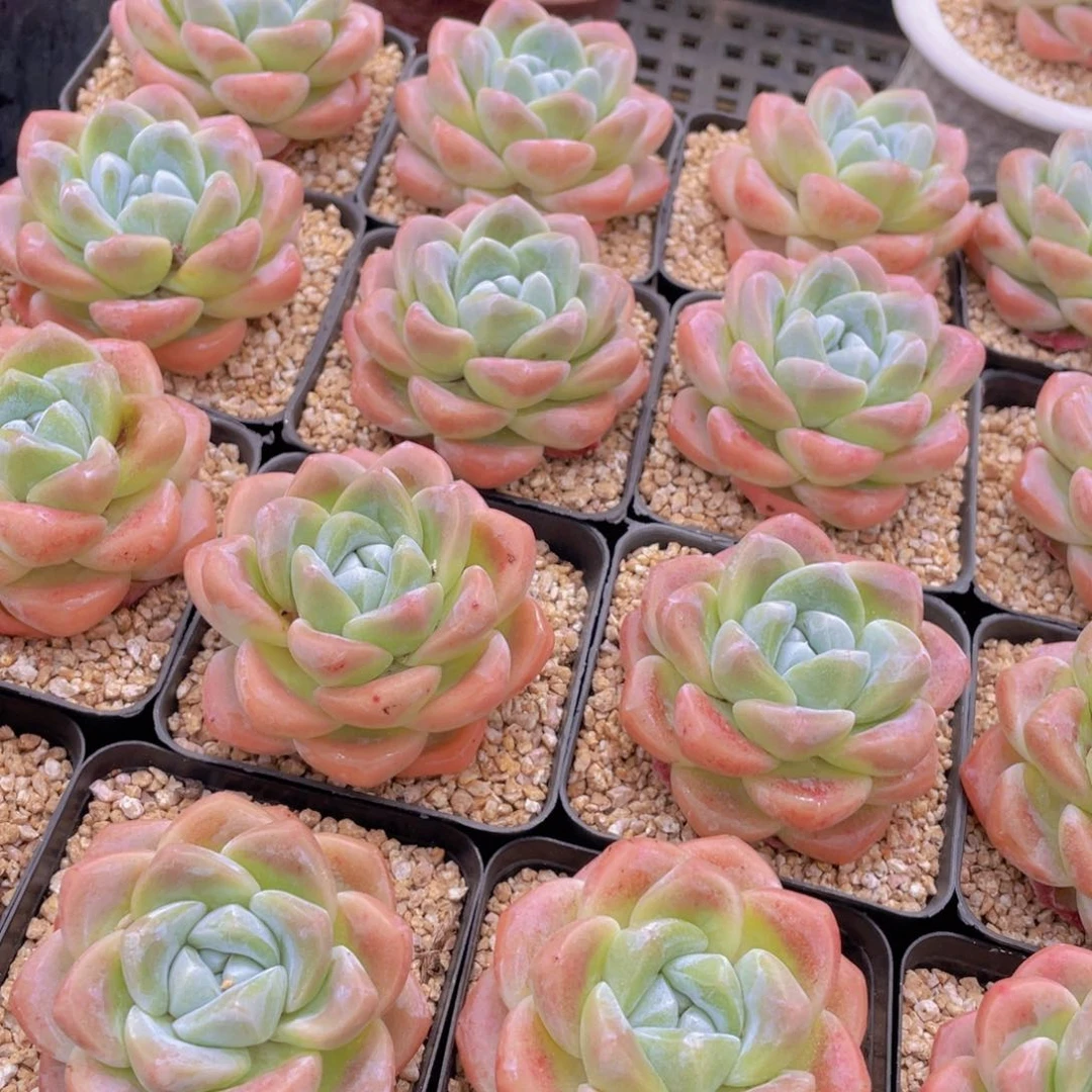 量拍2号 肥胖樱花钻石冰玉大单头一个