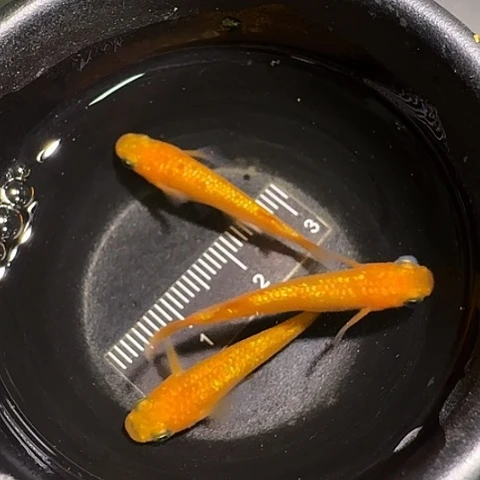 青鳉鱼一物一拍300