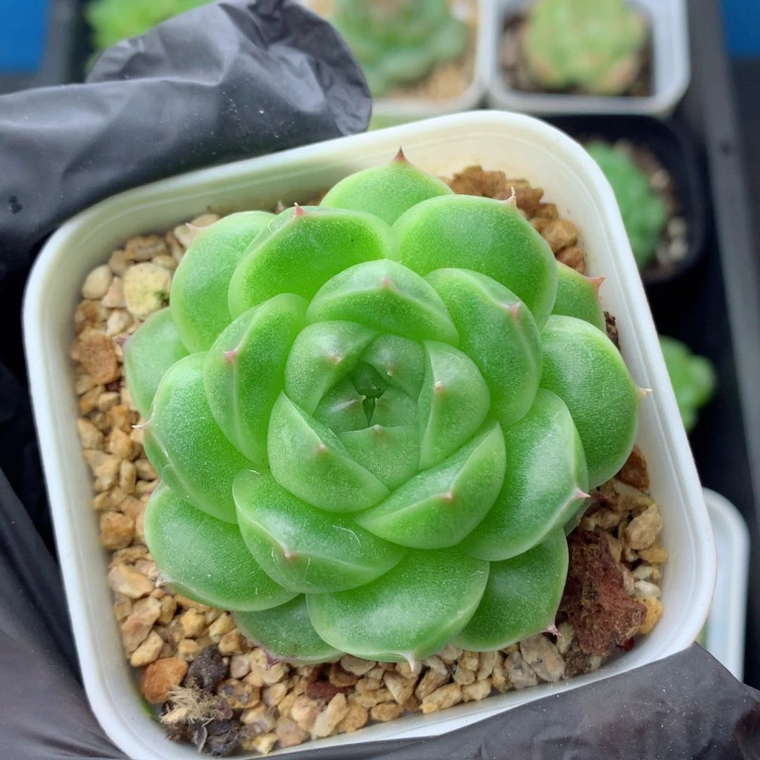 58包邮  群生不包整麦秆55