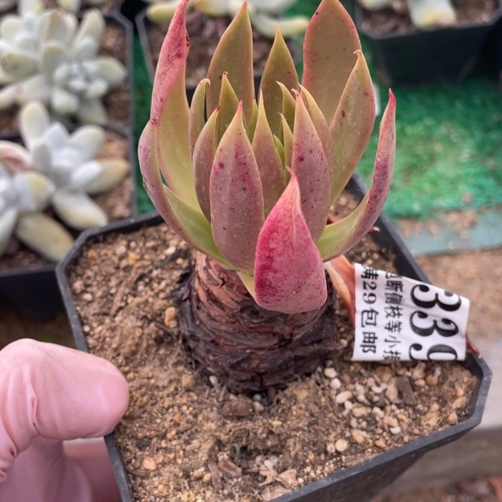 339号坎戴多肉植物